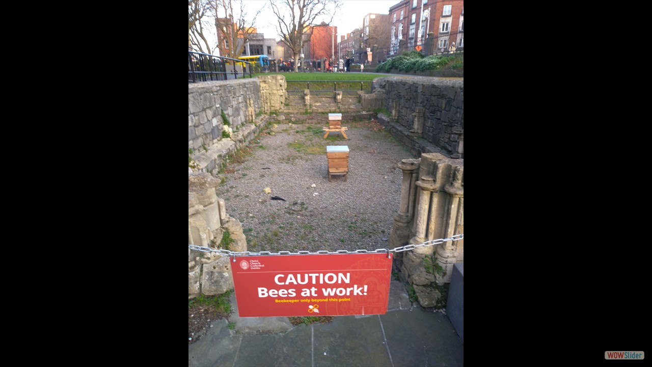 Hives near Christ Church Cathedral,  the second cathedral  in Dublin