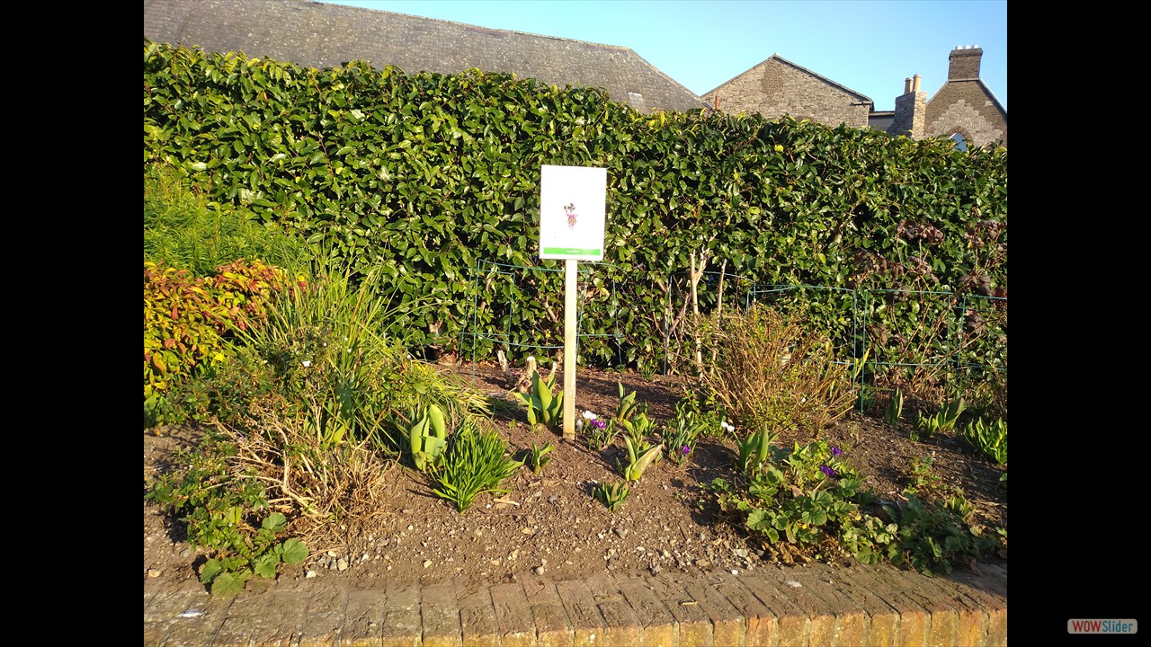 Public Gardens for bees (Dubh Linn Garden)