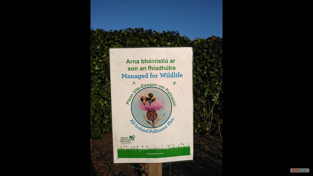 Public Gardens for bees (Dubh Linn Garden)
