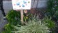 Signs in a private garden. Each flower Is for the bees!